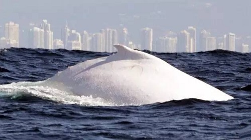 一生难得一见! 全球唯一纯白座头鲸来澳！